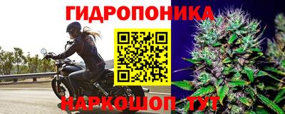 спайс Кингисепп
